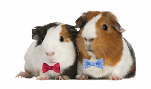 Guinea Pigs in Bow Ties