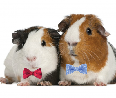 Guinea Pigs in Bow Ties