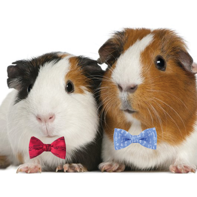 Guinea Pigs in Bow Ties