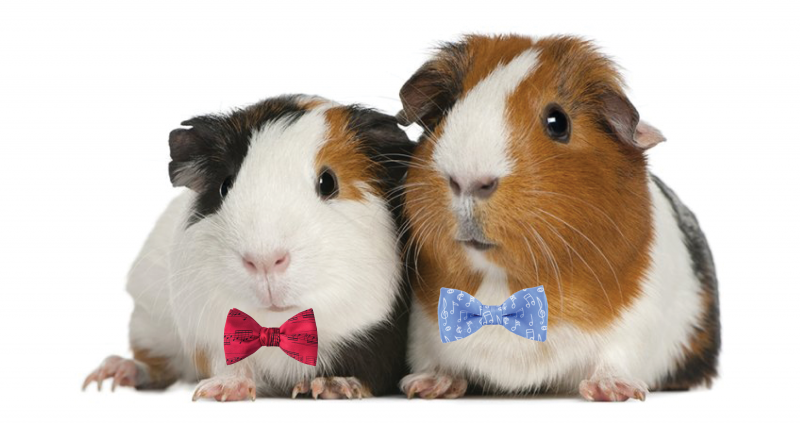 Guinea Pigs in Bow Ties