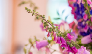 Photo of flowers.