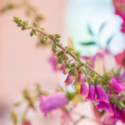 Photo of flowers.