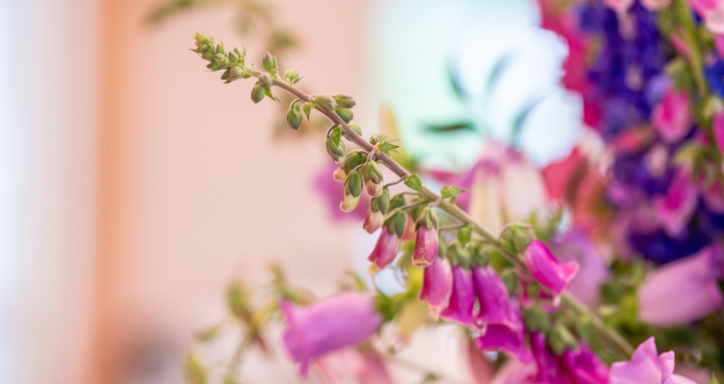 Photo of flowers.